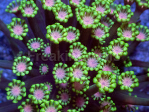 Orchid Glow Alveopora