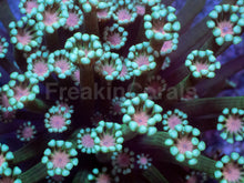 Carregar imagem no visualizador da galeria, Orchid Glow Alveopora