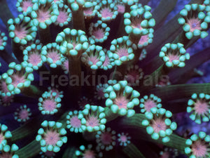 Orchid Glow Alveopora