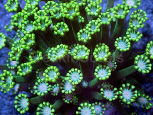 Orchid Glow Alveopora