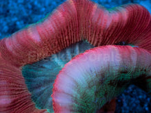 Carregar imagem no visualizador da galeria, Inferno Heart Trachyphyllia