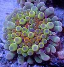 Load image into Gallery viewer, Tri-Burst Ricordea Yuma Combo