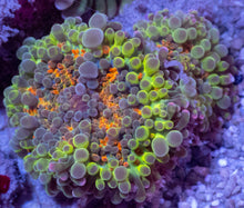 Load image into Gallery viewer, Tri-Burst Ricordea Yuma Combo