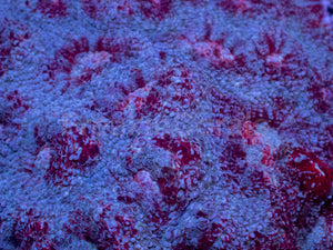 Ghostfire Echinata Colony