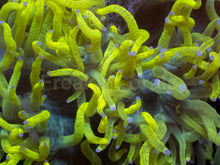 Load image into Gallery viewer, Chernobyl Elegance Coral