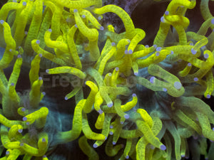 Chernobyl Elegance Coral