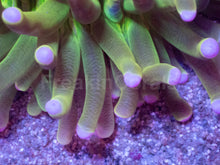 Load image into Gallery viewer, Aurora Heliofungia