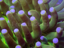 Load image into Gallery viewer, Aurora Heliofungia