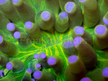 Load image into Gallery viewer, Aurora Heliofungia