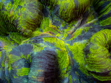 Load image into Gallery viewer, Solar Vein Trachyphyllia