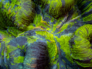 Solar Vein Trachyphyllia