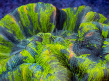 Load image into Gallery viewer, Solar Vein Trachyphyllia