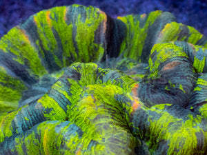 Solar Vein Trachyphyllia