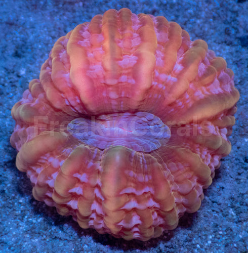 Solar Flare Cynarina