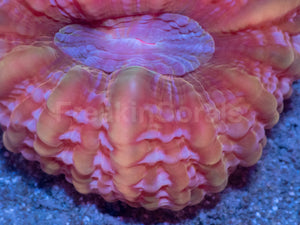 Solar Flare Cynarina