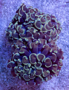Golden Halo Parancora Coral