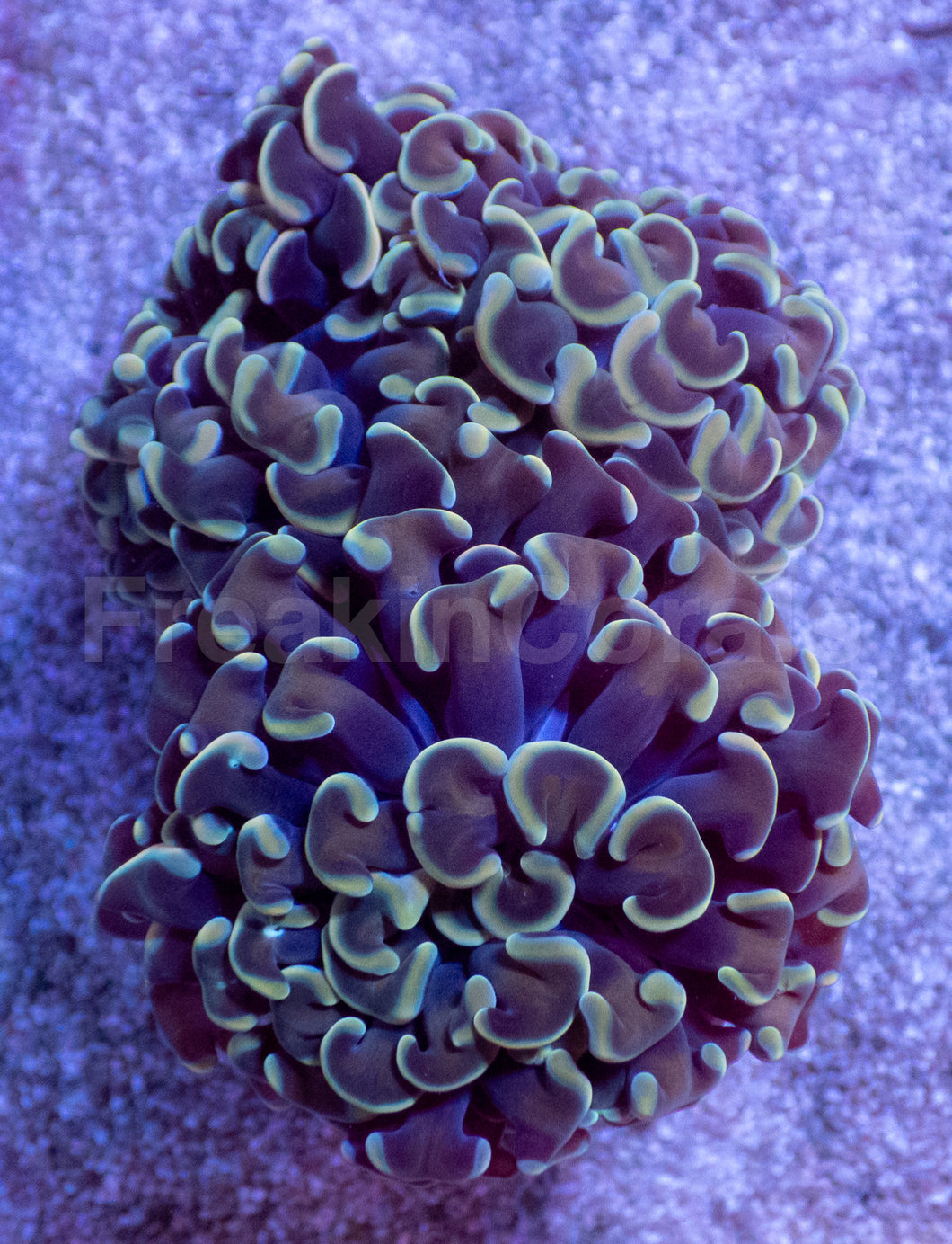 Golden Halo Parancora Coral