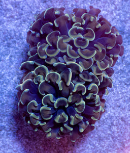 Golden Halo Parancora Coral