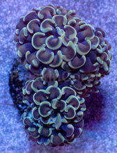 Load image into Gallery viewer, Golden Halo Parancora Coral