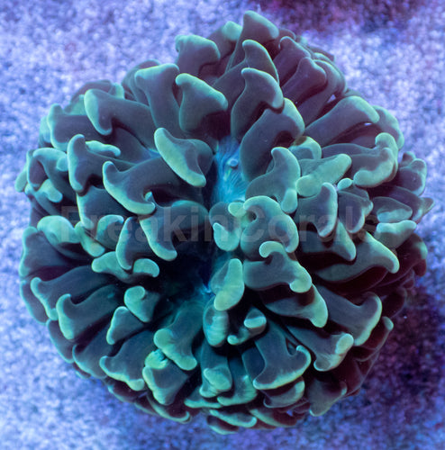 Emerald Crown Parancora Coral