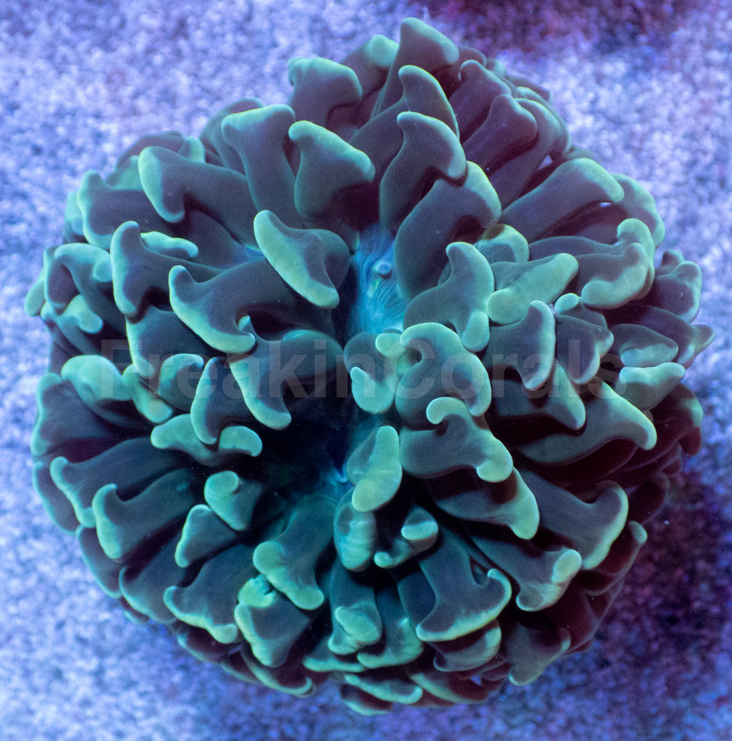 Emerald Crown Parancora Coral