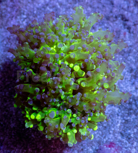 Neon Eclipse Yamamensis Coral