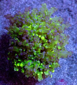 Neon Eclipse Yamamensis Coral