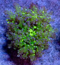 Load image into Gallery viewer, Neon Eclipse Yamamensis Coral