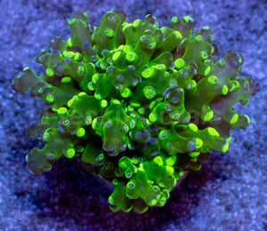 Neon Eclipse Yamamensis Coral