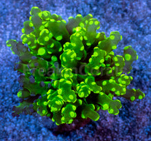 Load image into Gallery viewer, Neon Eclipse Yamamensis Coral