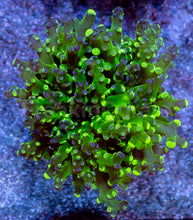 Load image into Gallery viewer, Neon Eclipse Yamamensis Coral