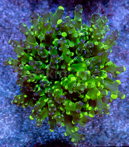 Neon Eclipse Yamamensis Coral