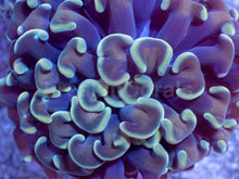 Load image into Gallery viewer, Golden Halo Parancora Coral