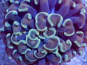 Golden Halo Parancora Coral