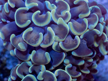 Load image into Gallery viewer, Golden Halo Parancora Coral
