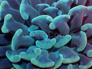 Emerald Crown Parancora Coral