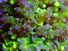 Load image into Gallery viewer, Neon Eclipse Yamamensis Coral