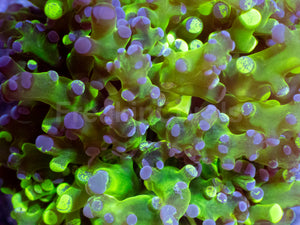 Neon Eclipse Yamamensis Coral