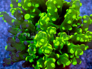 Neon Eclipse Yamamensis Coral