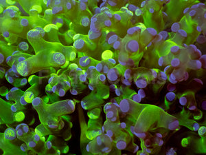 Neon Eclipse Yamamensis Coral