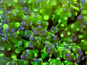 Neon Eclipse Yamamensis Coral