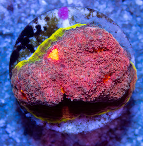 FK Trickerion Chalice (Signature Coral, Collector Coral) - FK106