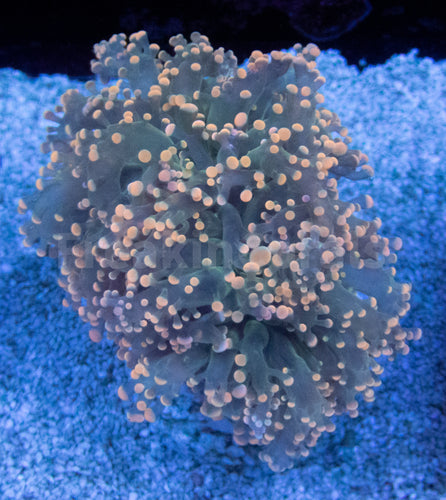 FK Orange Tips Green Tentacles Yaeyamaensis Euphyllia (Rare Color)