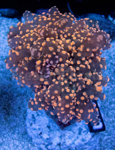 FK Orange Tips Yaeyamaensis Euphyllia (Rare Color)