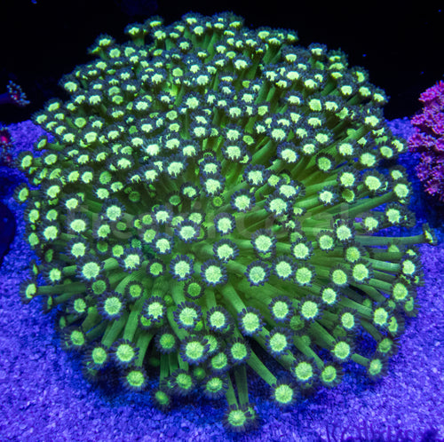 FK Glitter Bomb Goniopora Aussie (Signature Coral - XXL Size)