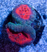 Carregar imagem no visualizador da galeria, FK Lava Mouth Lobophyllia Aussie (S Size) LPS973