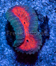 Load image into Gallery viewer, FK Lava Mouth Lobophyllia Aussie (S Size) LPS736