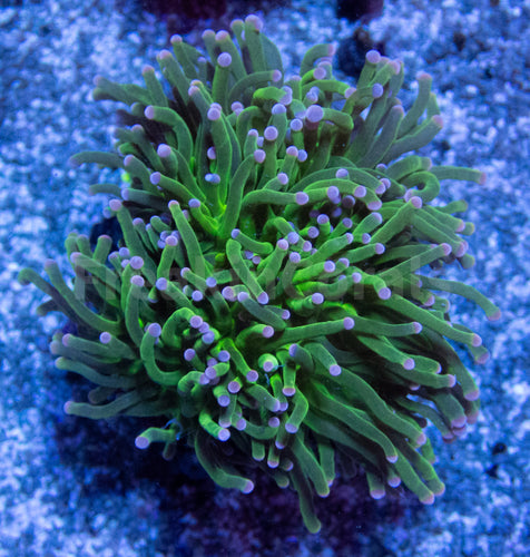 FK Pink Tip Torch Euphyllia (2 Heads)