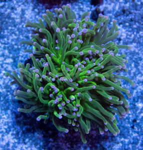 FK Pink Tip Torch Euphyllia (2 Heads)