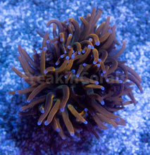 Carregar imagem no visualizador da galeria, FK USA Holy Grail  Grade B Torch Euphyllia (1 Head)